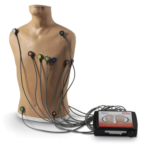 15-Lead ECG Placement Trainer - Nasco